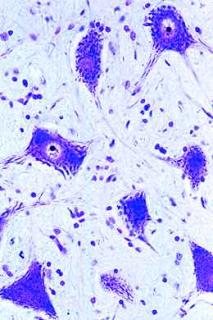 Komórka zwierzęca (cytologia) - zestaw studencki (6 preparatów)