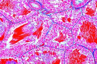 Komórka zwierzęca - zestaw 12 preparatów GWARANCJA NAJNIŻSZEJ CENY