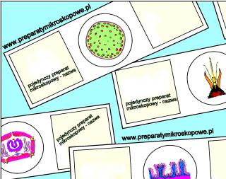 Komórki epidermalne cebuli zwyczajnej (Allium cepa), specjalnie przygotowane i barwione w celu ukazania mitochondriów*