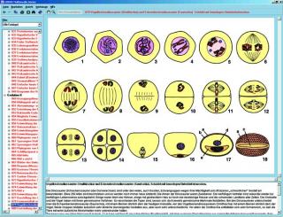 Podział komórki (mitoza i mejoza) - CD-ROM ze zdjęciami preparatów mikroskopowych