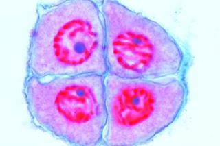 Rozwój mikroskopowy komórek macierzystych lilii - zestaw 12 preparatów GWARANCJA NAJNIŻSZEJ CENY