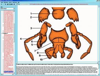 Świat owadów - CD-ROM ze zdjęciami preparatów mikroskopowych