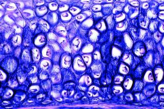 Wspaniała struktura komórki zwierzęcej. 10 preparatów mikroskopowych w pudełku.
