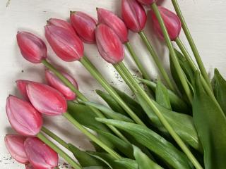 Silikonowy tulipan ciemny róż pąk