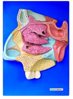 Model anatomiczny - przekrój jamy nosowej HUG/A13002