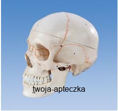 Model czaszki z ponumerowanymi częściami