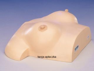 Model do masażu piersi typ II