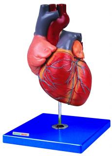 Model mięśnia sercowego HUG/A16007
