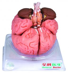 Model mózgu człowieka HUG/A18201