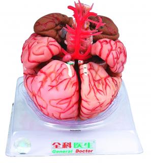Model mózgu wraz z tętnicami HUG/A18220