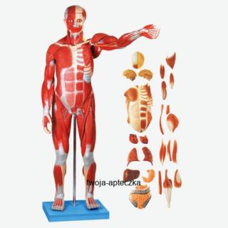 Model - umięśnienie mężczyzny oraz narządy wewnętrzne HUG/A11301