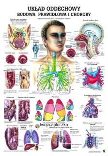 Plansza edukacyjna - układ oddechowy człowieka PL16