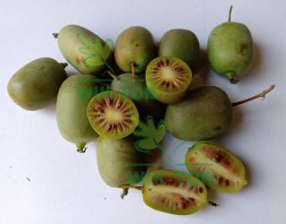 Aktinidia ostrolistna Issai