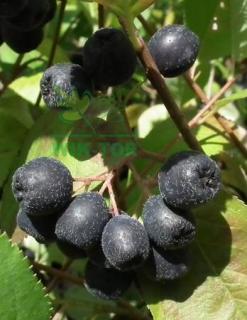 Aronia wielkoowocowa