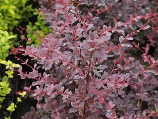 Berberys ottawski Superba