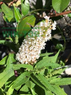 Budleja Butterfly Candy 'Little White'