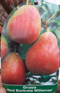 Grusza Red Bonkreta Williamsa