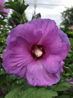 Ketmia syryjska Pink Flirt Hibiskus