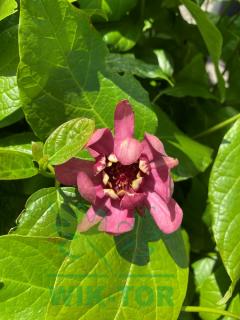 Kielichowiec 'Aphrodite' Calycanthus