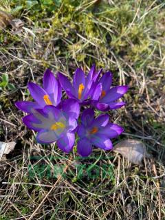 Krokus wielkokwiatowy fioletowy Flower Record 100szt