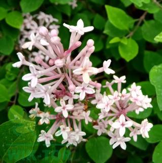 Lilak Bloomerang 'Pink Perfume'