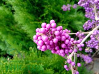 Pięknotka Bodiniera Callicarpa bodinieri