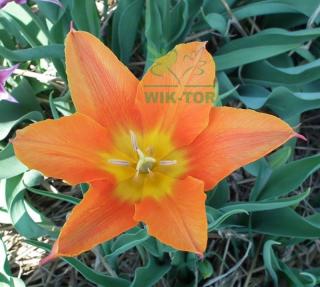 Tulipan liliokształtny Synadea Orange