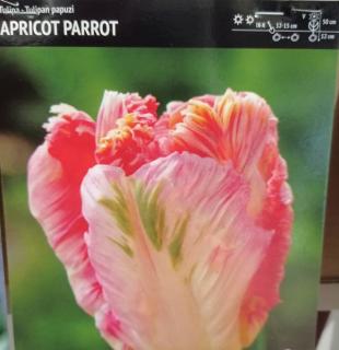 Tulipan papuzi Apricot Parrot 10sztuk