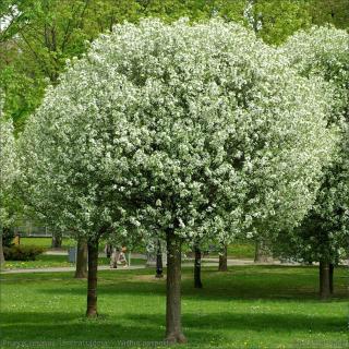 Wiśnia osobliwa Umbraculifera