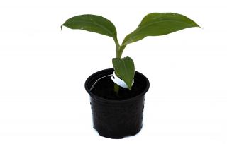Bananowiec Musa Acuminata var. Acuminata sadzonka