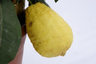 Cedro Φ20