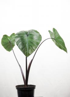 Colocasia Black Stem sadzonka