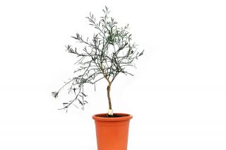 Eremocitrus Glauca duże drzewko