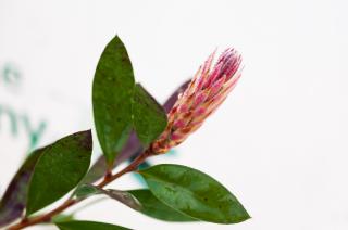 Kuflik czerwony duże drzewo XXL Callistemon