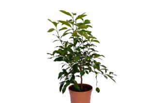 Limetta rosa Φ20