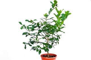Limonka Kaffir duże drzewko Lima Kaffir