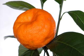 Mandarynka Satsuma Φ20