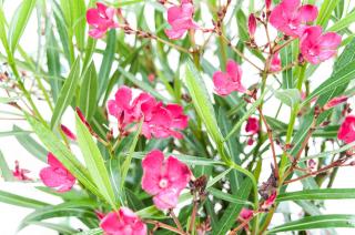 Oleander drzewo