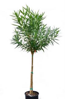 Oleander duże drzewo