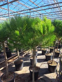 Sosna Pinia Pinus Pinea