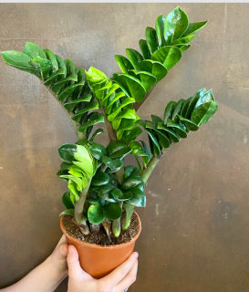 Zamioculcas Zamiifolia L