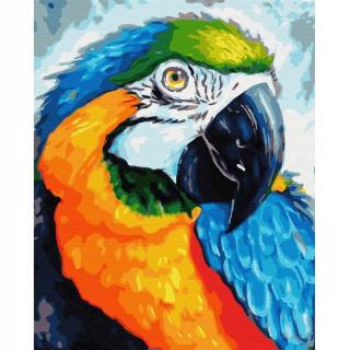 Malowanie po numerach papuga kolorowa
