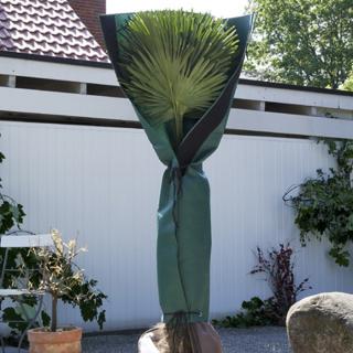 Ochrona pnia palmy Wysokość 145 cm, Ø do 35 cm)