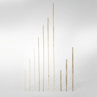 Rurka bambusowa - tyczka do roślin, nieobrobiona, 12-14mm, długość 150cm