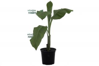 Bananowiec Ensete Ventricosum drzewko zielone maurelli