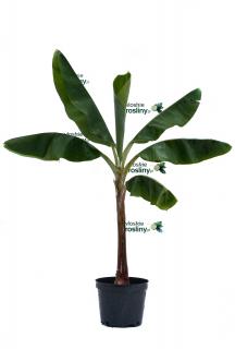 Bananowiec Musa Acuminata Dwarf Cavendish drzewo