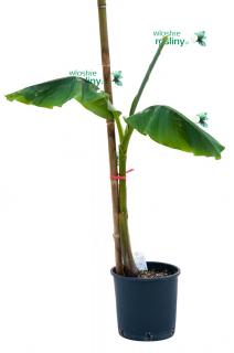 Bananowiec Musa Basjoo drzewo