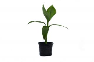 Bananowiec Musa Basjoo sadzonka