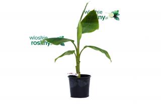 Bananowiec Musa Yunnanensis drzewko