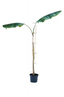 Bananowiec Musa Yunnanensis drzewo